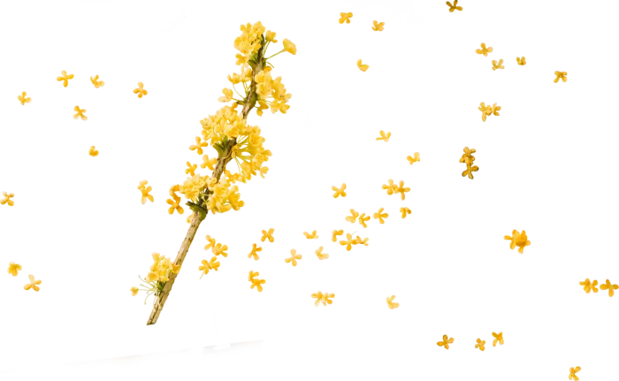 桂花高清png；桂花免扣素材；中秋元素