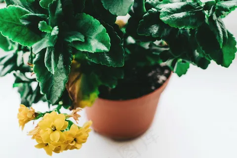 绿叶盆栽植物图片 绿叶盆栽植物图片
