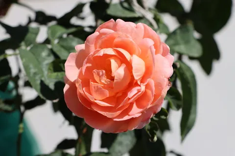 粉色的月季2 粉色的月季2