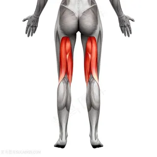 女性人体后大腿肌肉透视图片人体器官图