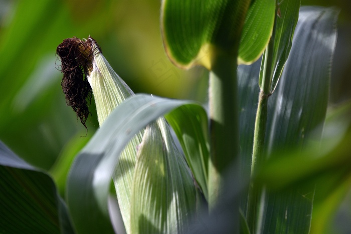 绿色玉米成熟图片