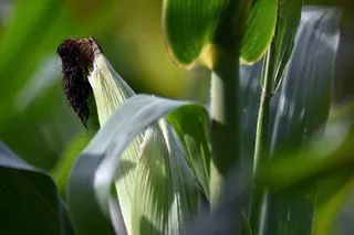 绿色玉米成熟图片