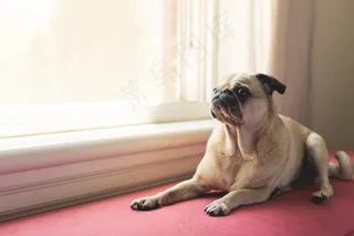 纯种八哥犬图片