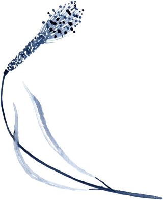 海军蓝金线水彩花卉素材