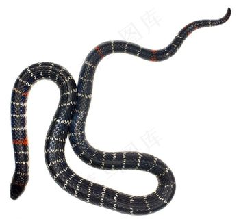 白色背景上的毒蛇