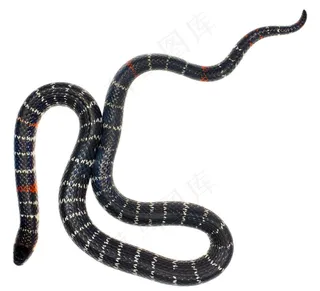 白色背景上的毒蛇