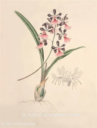 高清兰花唯美装饰画插画