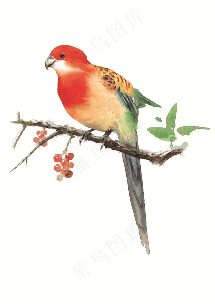美丽的鹦鹉彩绘素材