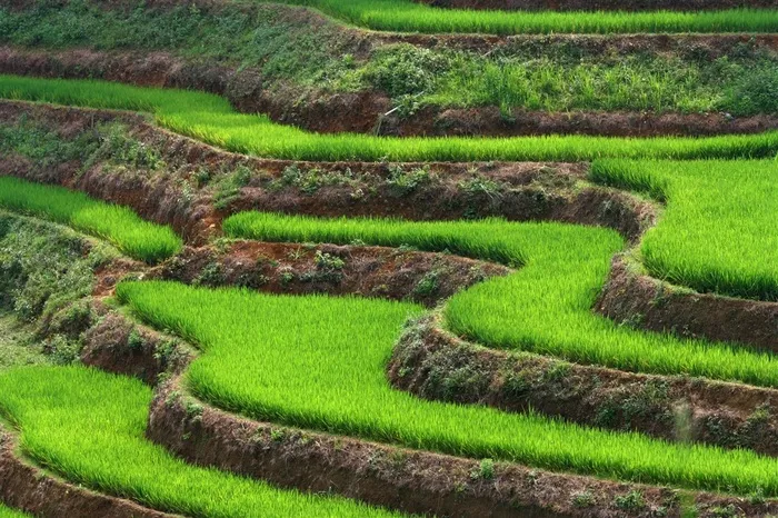 农业相关主题麦田高清图片