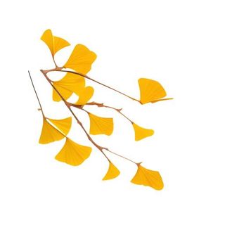 银杏叶树枝免抠