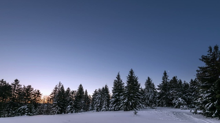日出时晴朗的天空在森林里