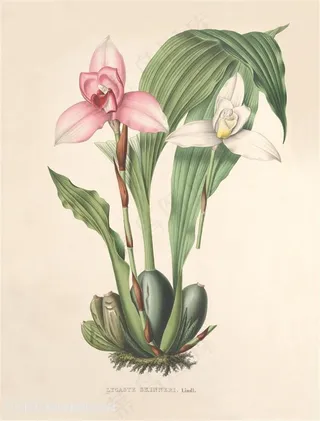 手绘高清兰花唯美插画