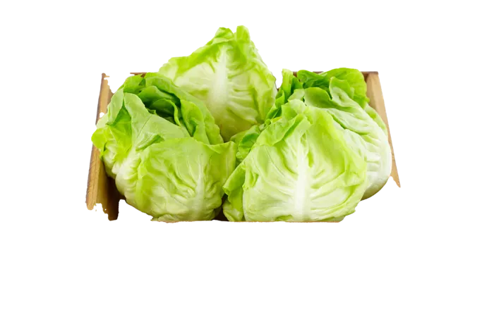 生菜 (7)超市商品白底图免抠实物摄影png格式图片透明底