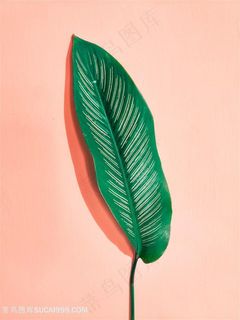 粉色背景绿色叶子