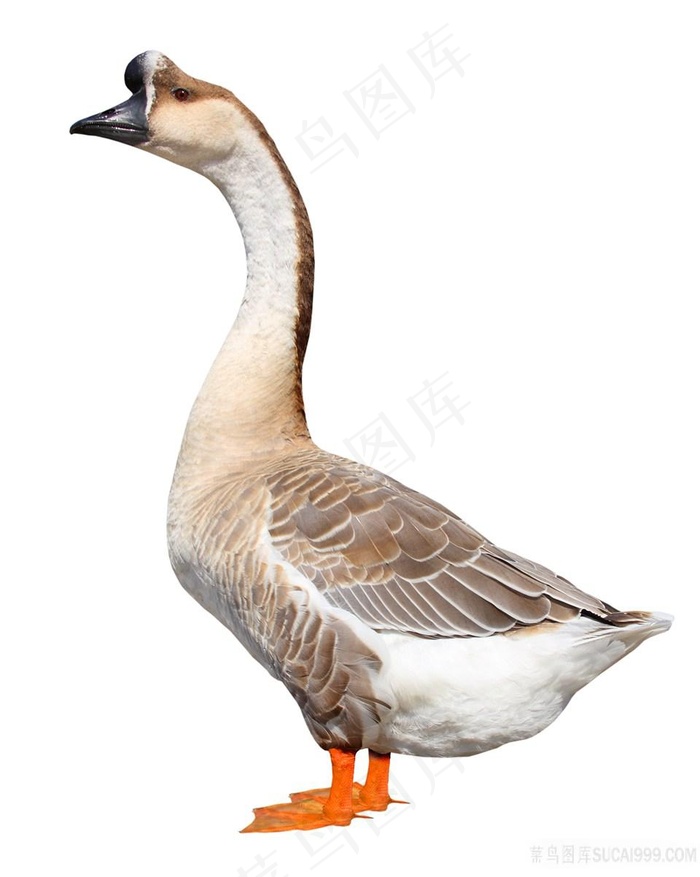 大雁鹅摄影图片