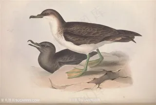 唯美高清水彩时尚鸟儿装饰画插画