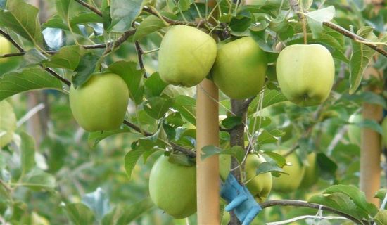 果园里的苹果自然 绿色 果