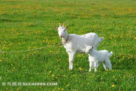 农场动物系列 - 温顺可爱的山羊
