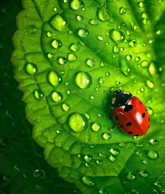 春夏天季节七星瓢虫昆虫绿叶，夏至摄影图(1008x1184)
