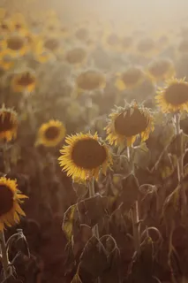 黄色向日葵摄影素材