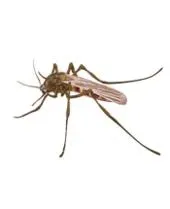 蚊子 PNG免抠(170x209)