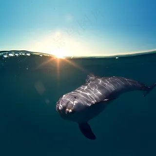 大海中灰色的海豚高清摄影图片 大海中灰色的海豚高清摄影图片