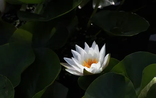 黑色背景中独放的荷花 黑色背景中独放的荷花