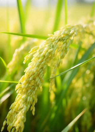 小麦麦穗稻穗摄影图素材背景