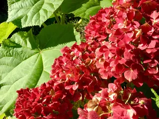 红色绣球花图片