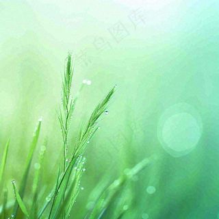 春天草地绿芽雨水露珠阳光，春分谷雨雨水白露摄影图
