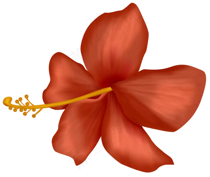 红花好看　