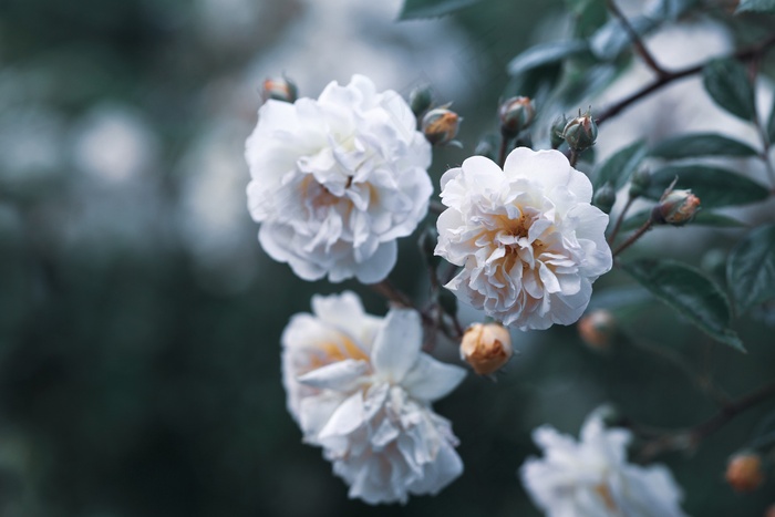 花朵, 白色的花, 盛开, 开花