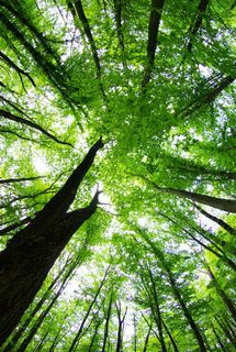 美丽的春天树林风景