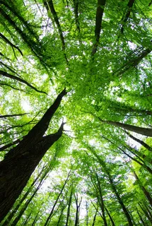 美丽的春天树林风景