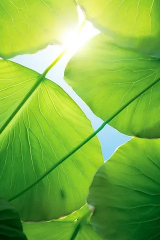 阳光荷叶清爽背景图