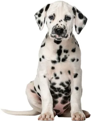 达尔马提亚小狗 PNG免抠