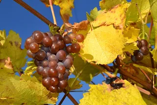 葡萄架上葡萄图片