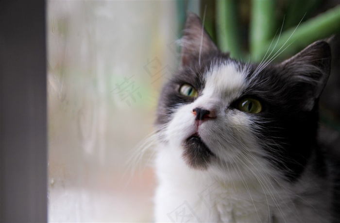 可爱的猫咪大图
