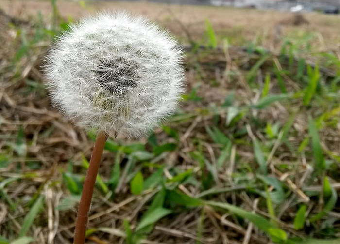 花朵 花束 植物 素材 (103)