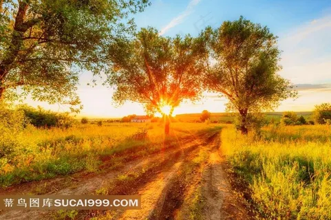 金色霞光里的树林风景图片