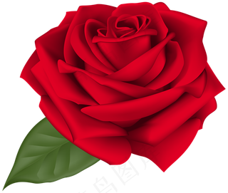 玫瑰 红色 红玫瑰 玫瑰花 花朵 鲜花特写 免抠