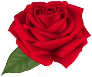 玫瑰 红色 红玫瑰 玫瑰花 花朵 鲜花特写 免抠