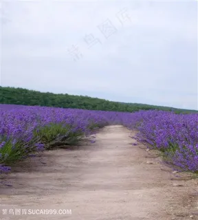 唯美薰衣草花圃婚纱背景大图