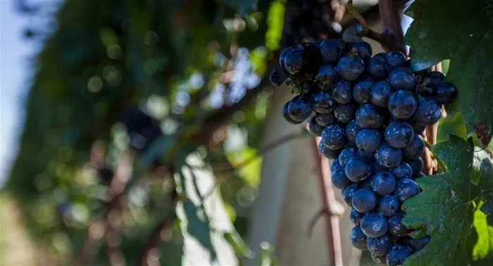 果园里的有机葡萄
