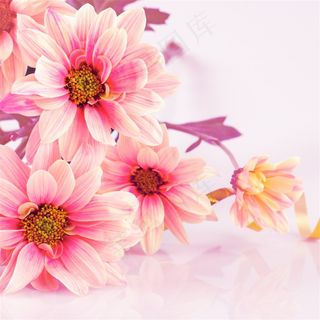 唯美小清新粉色鲜花高清摄影图
