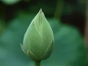 荷花骨朵图片素材