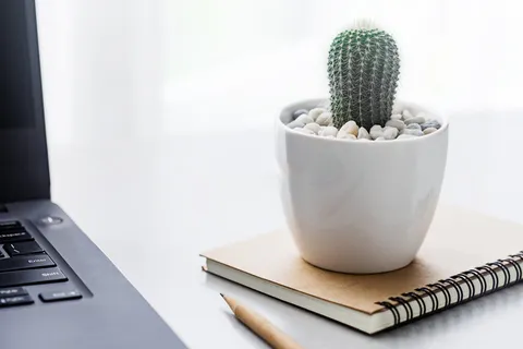 北欧简约绿植盆栽场景(53)