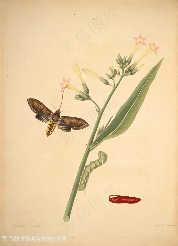 蝴蝶鲜花复古植物图谱