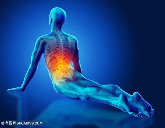 人体结构后腰透视图片人体器官图