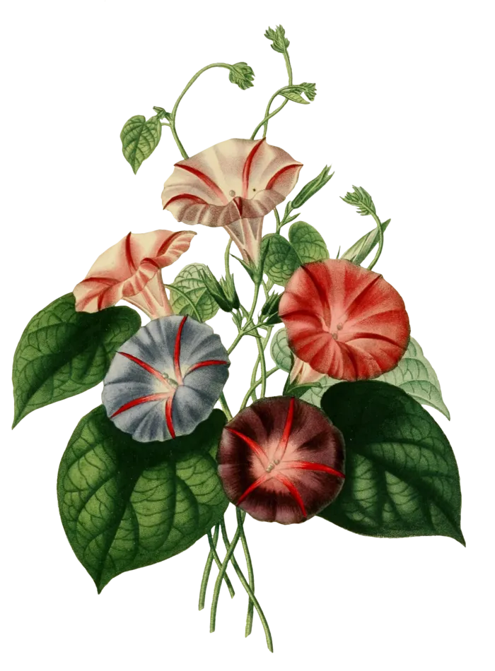复古手绘植物花卉插画 免抠